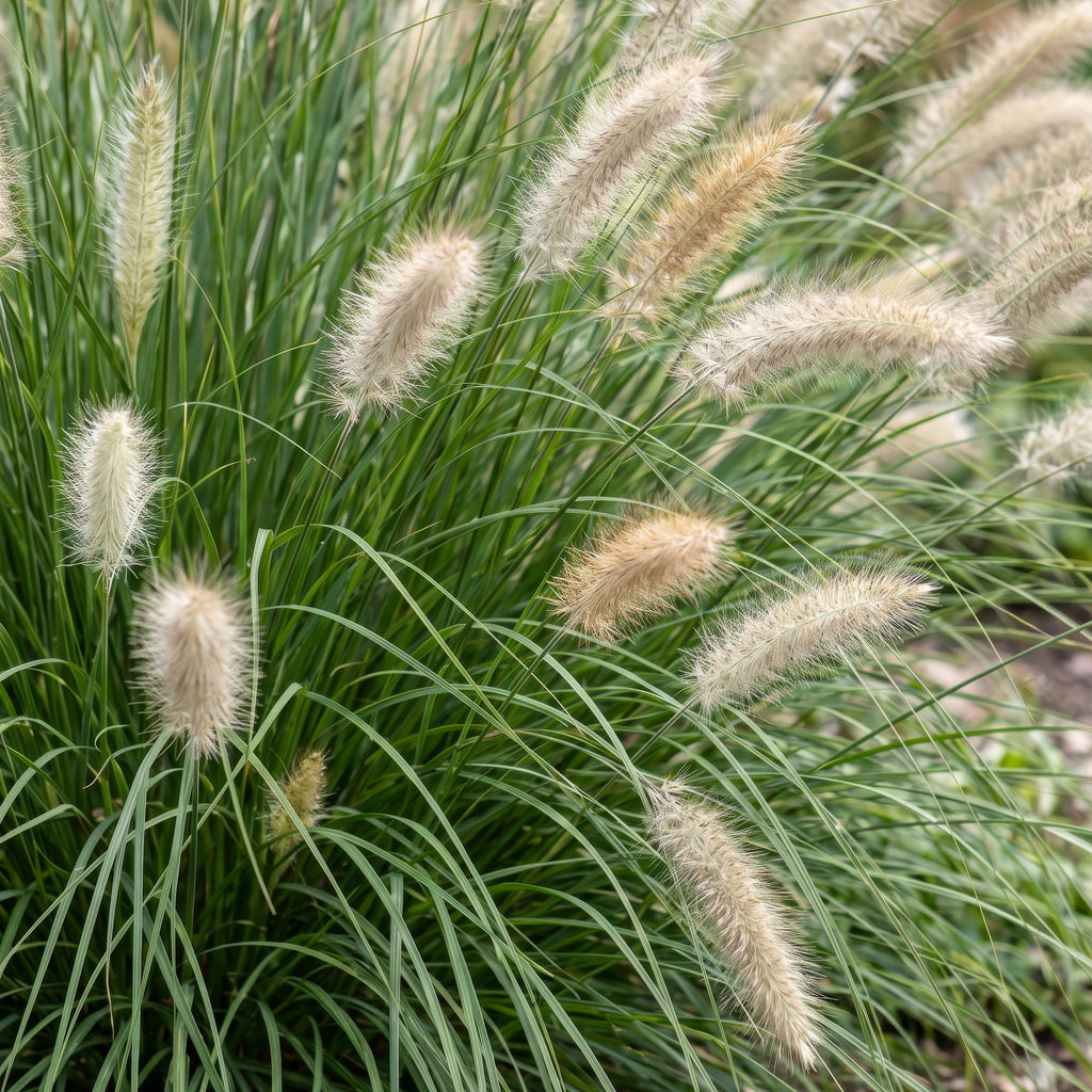 Pennisetum alop. 'Hameln' (fountain grass) – 6 plants, Ø11 cm, 15–25 cm high – photo 5
