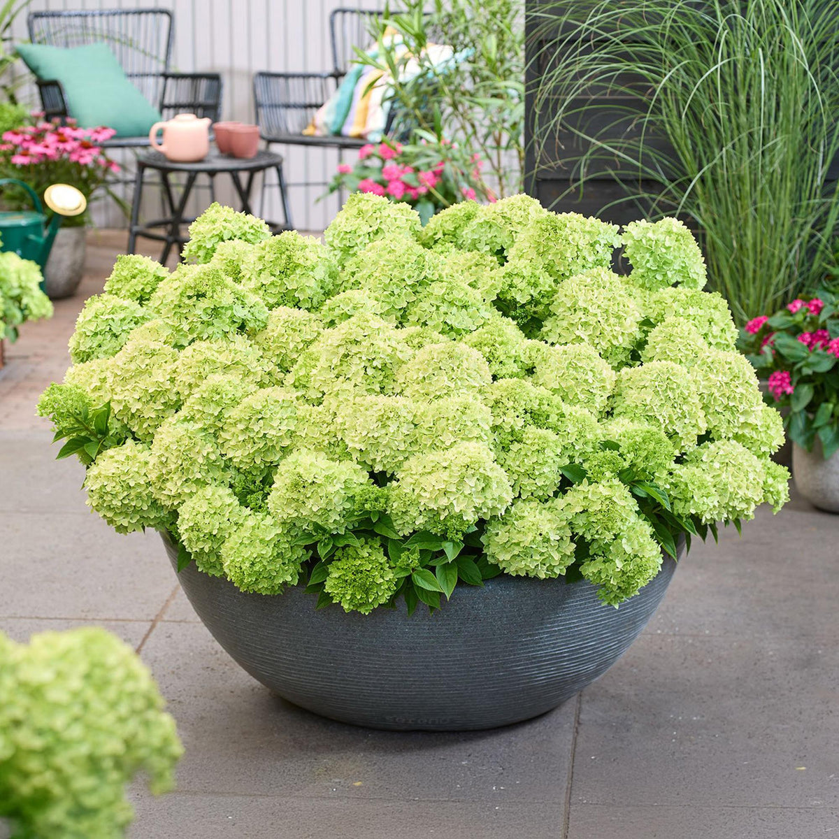 Hydrangea panniculata 'Groundbreaker Greeny' (hortensia paniculé) – crème – 8 plants, Ø14 cm, 20–25 cm de haut – photo 6