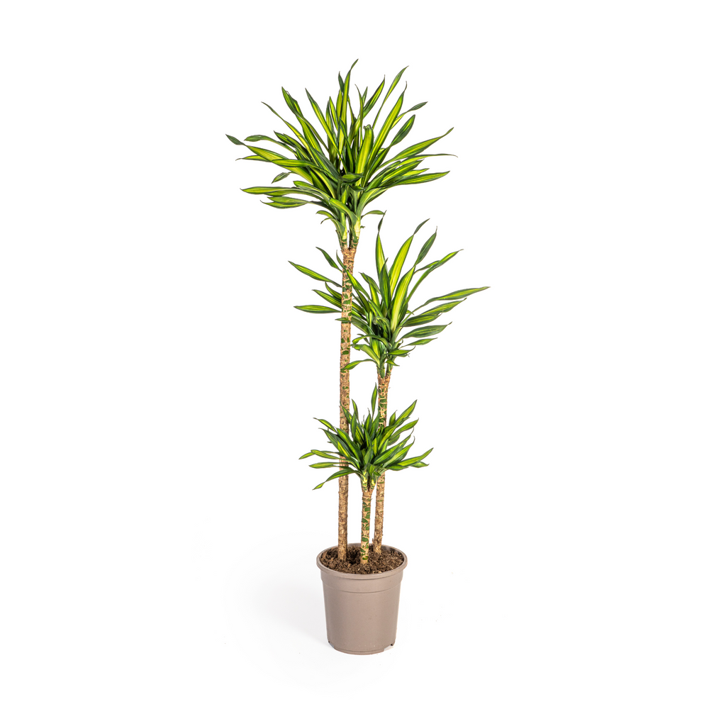 Dracaena Deremensis Rikki (Drachenbaum) – Ø 24 cm, 130–150 cm hoch