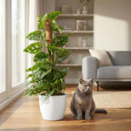 Monkey Mask (Monstera) dans pot décoratif Potter blanc – Ø19 cm, 90 cm de haut