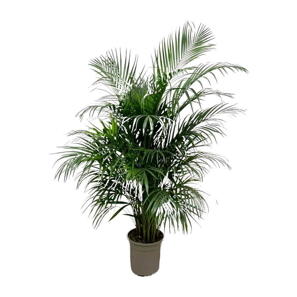 Arekapalmsväxt (Dypsis) – Ø21 cm, 140 cm hög