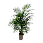 Arekapalmsväxt (Dypsis) – Ø21 cm, 140 cm hög