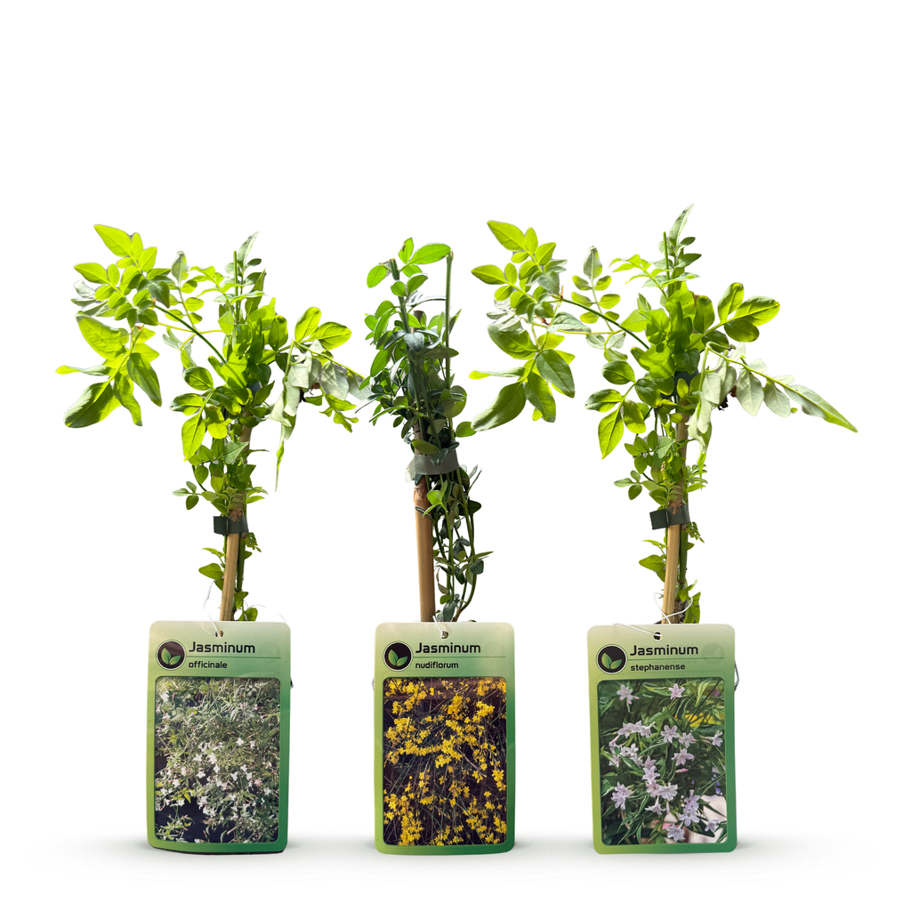 Jasminum 'Tricolour' (three-colored jasmine) – yellow-white-pink – 12 plants, Ø9 cm, 35 cm high – photo 3