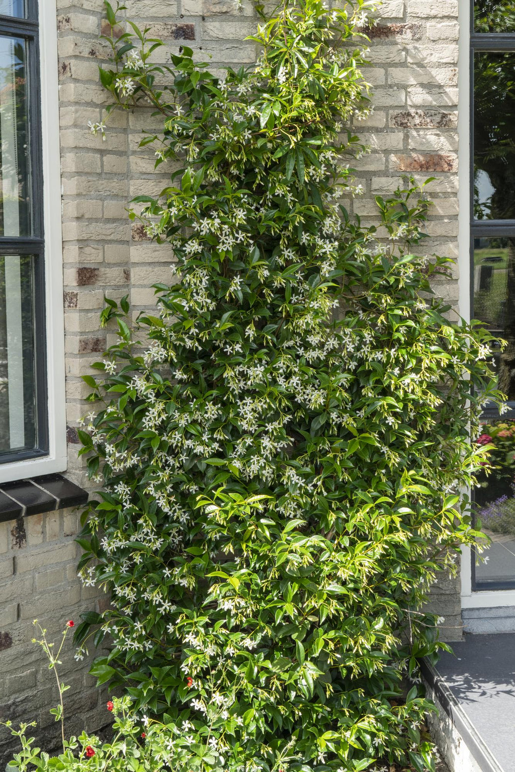 Trachelospermum 'Star Of Venice' (Tuscan jasmine) – Ø15 cm, 65 cm high – photo 3