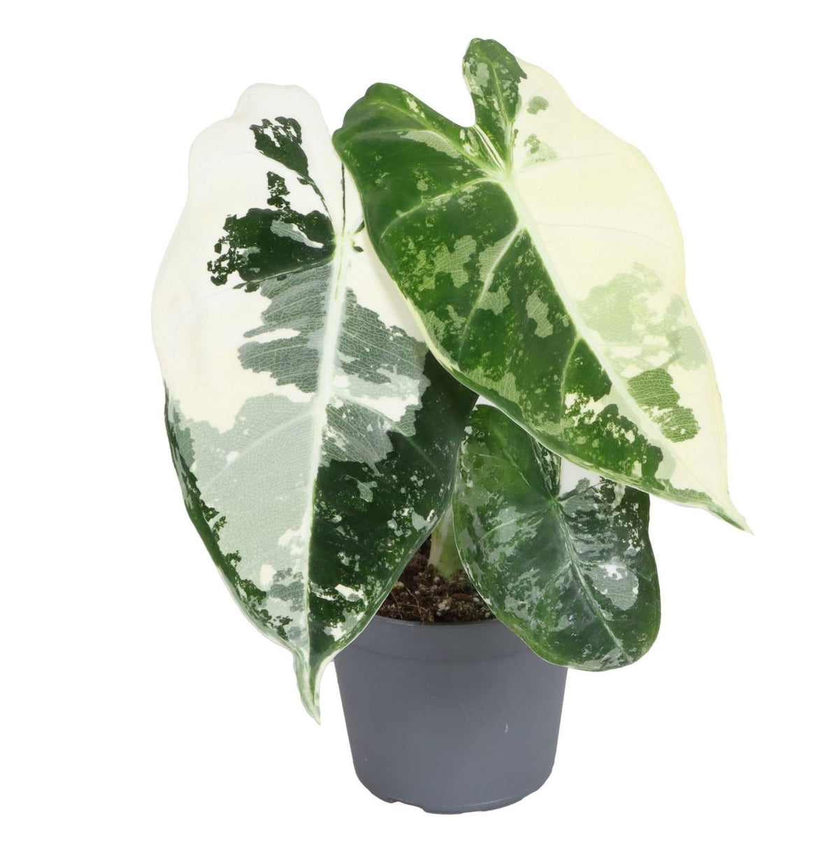Alocasia Frydek Variegata (oreille d’éléphant) – Ø6 cm, 12 cm de haut
