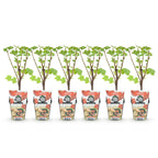 Ribes rubrum 'Jonkheer Van Tets' (bessenstruik) – 6 planten, Ø9 cm, 35 cm hoog