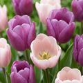 Tulpenmix 'Macron' – 24 Blumenzwiebeln (Zwiebelgröße 11/12)