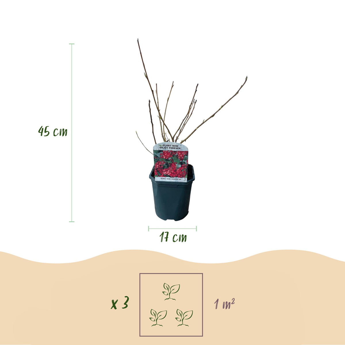 Ribes sanguineum 'Kind Edward' (bessenstruik) – rood – Ø17 cm, 45 cm hoog