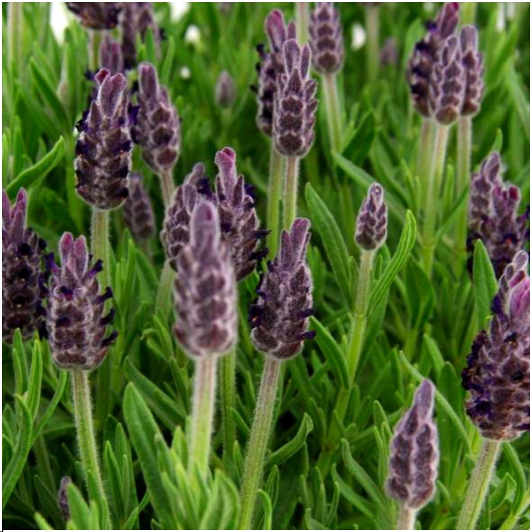 Lavandula stoechas 'Anouk' (lavender) – 24 plants, Ø12 cm, 25 cm high – photo 2