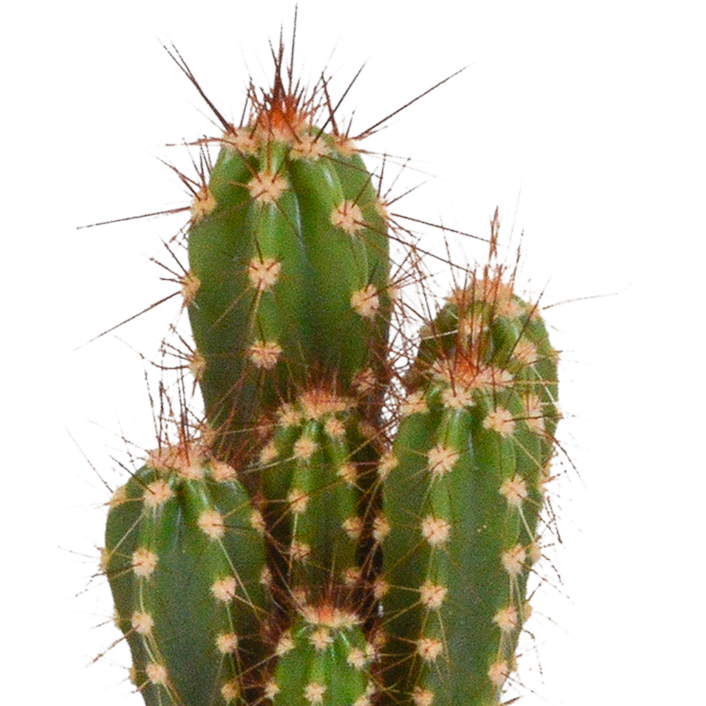 15× Cactus and succulent mix (Cactaceae) in terracotta pot – Ø6 cm, 13 cm high – photo 17