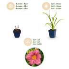 Hemerocallis 'Summer Wine' (Taglilie) – violett – Ø 11 cm, 15–25 cm hoch