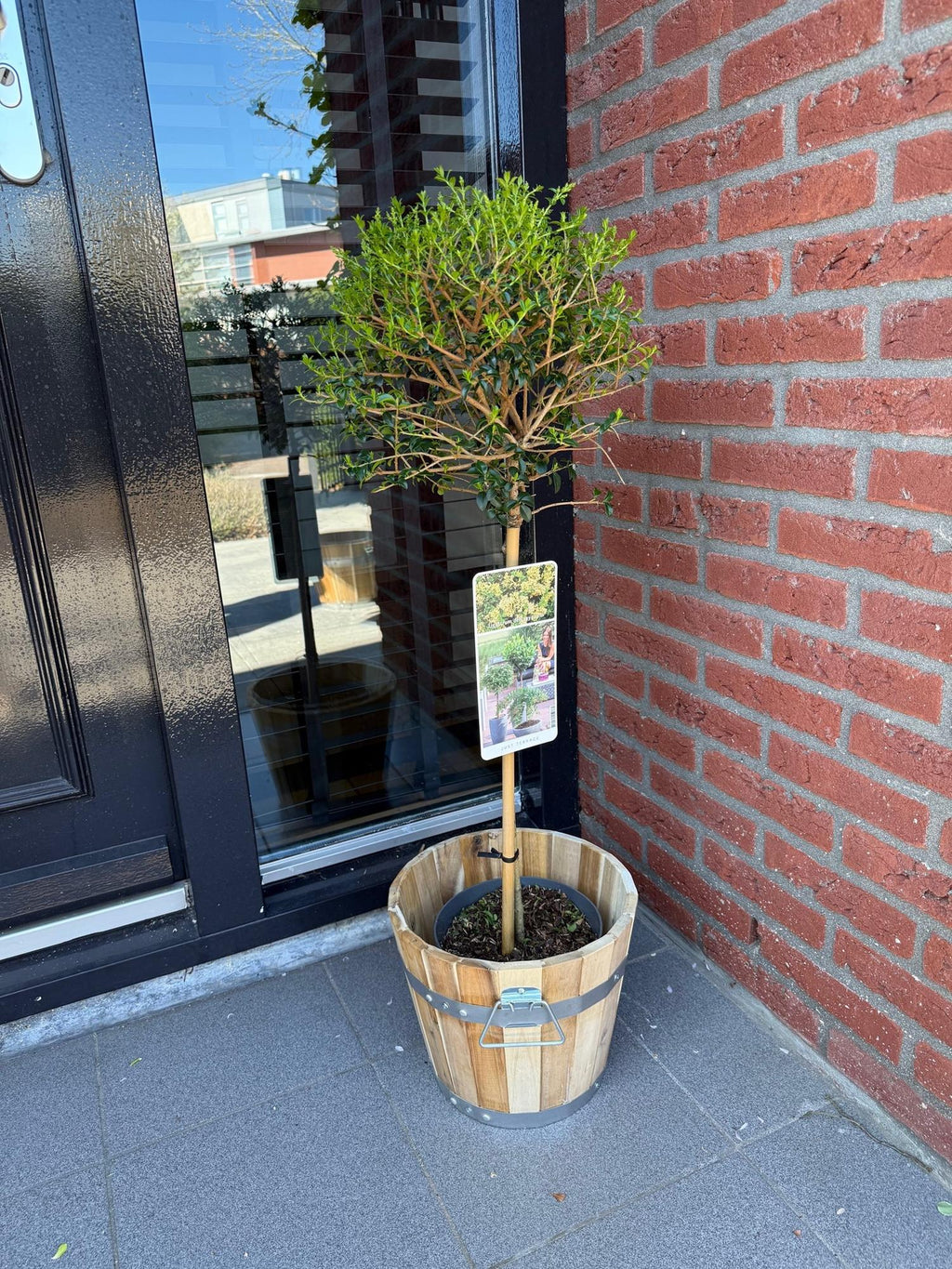 Ligustrum delavayanum (Liguster) auf Stamm – Ø 19 cm, 90 cm hoch – Bild 5
