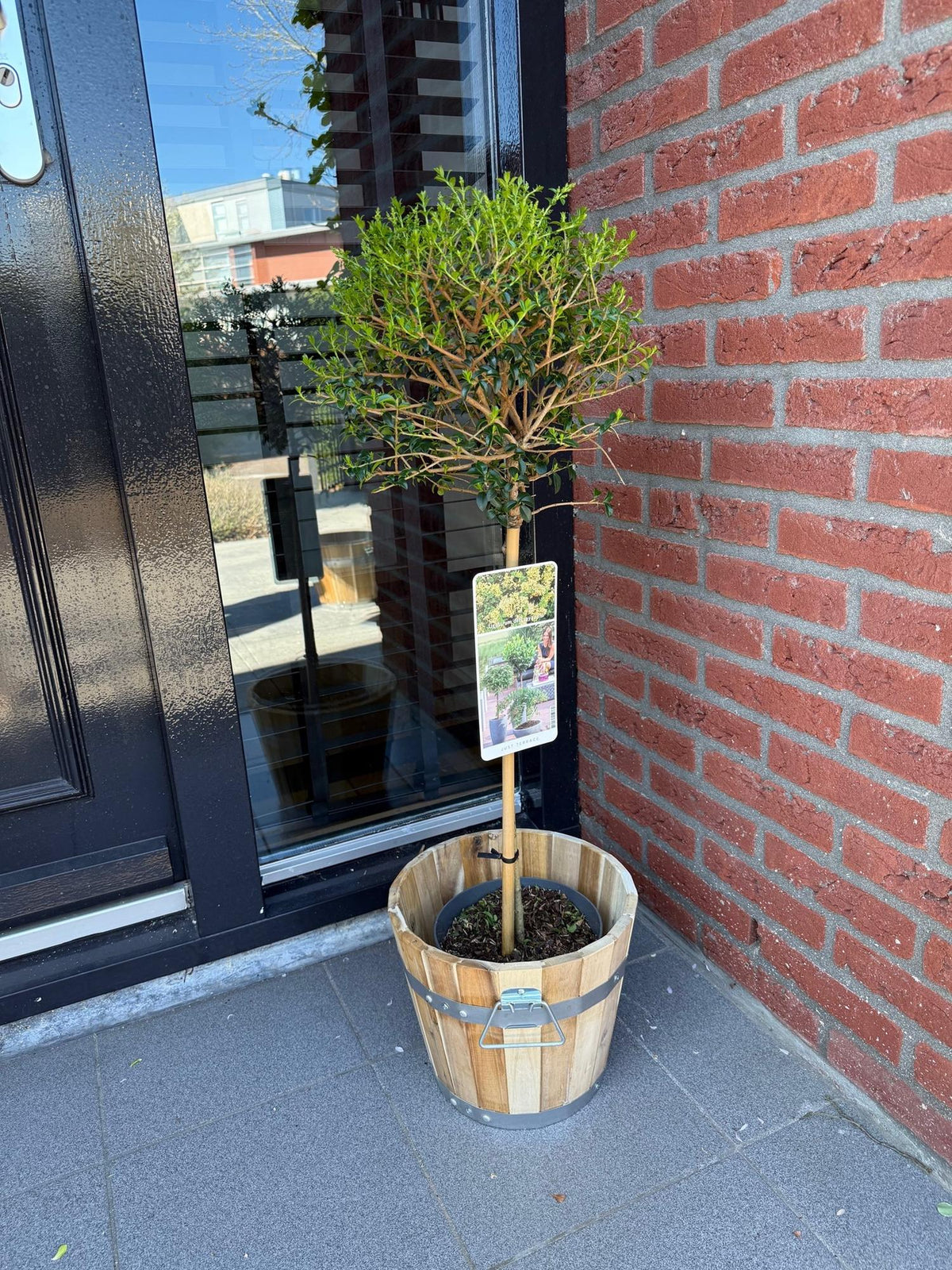 Ligustrum delavayanum (Liguster) auf Stamm – Ø 19 cm, 90 cm hoch – Bild 5