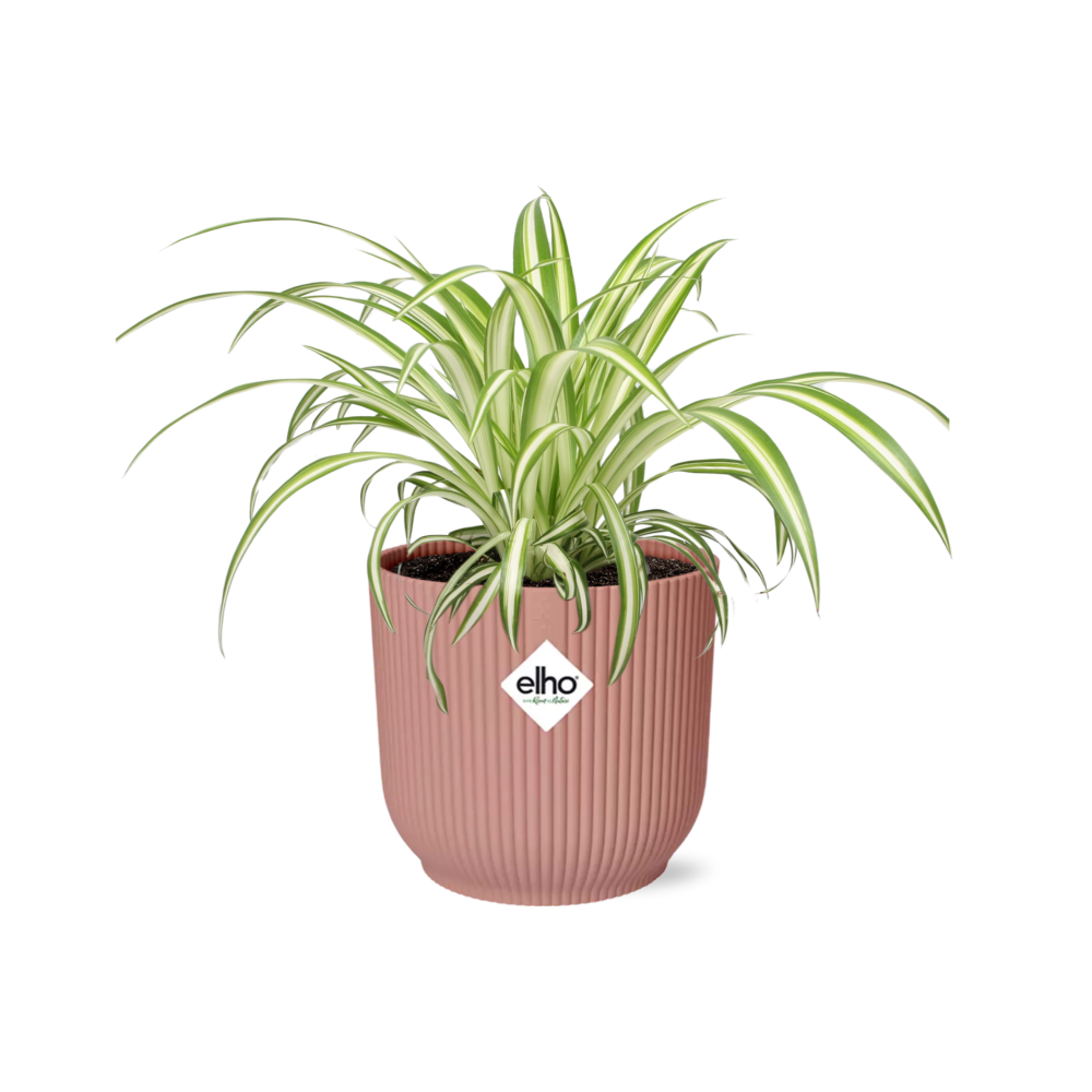 Chlorophytum comosum Variegatum in ELHO Vibes Fold 14cm roze (graslelie) – 10 cm hoog