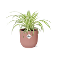 Chlorophytum comosum Variegatum in ELHO Vibes Fold 14cm roze (graslelie) – 10 cm hoog