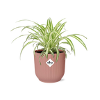 Chlorophytum comosum Variegatum in ELHO Vibes Fold 14cm roze (graslelie) – 10 cm hoog
