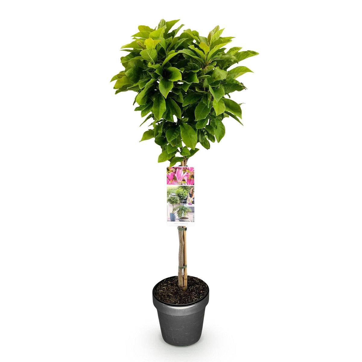 Magnolia 'Susan' on standard – Ø19 cm, 90 cm high – photo 2
