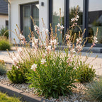 Gaura lindh. 'Whirling Butterflies' (prachtkaars) – wit – 12 planten, Ø11 cm, 15–25 cm hoog