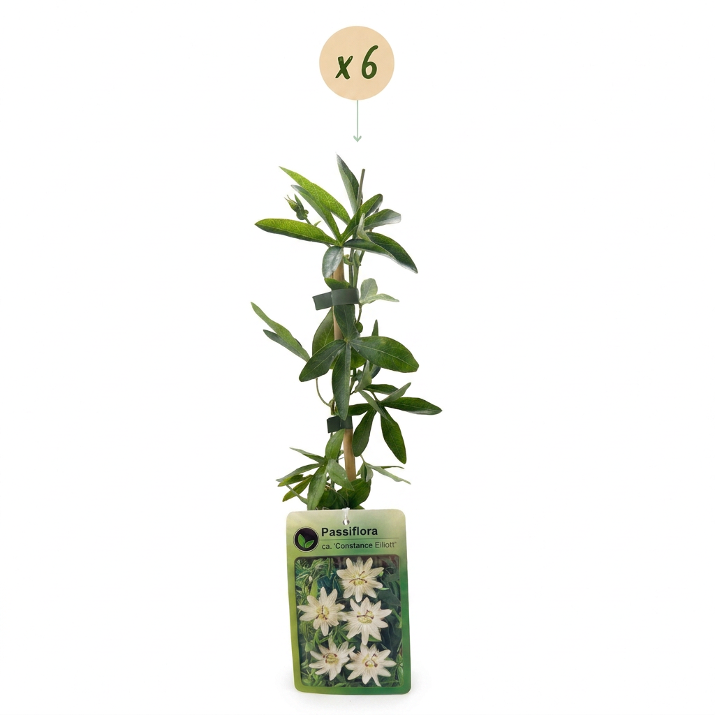 Passiflora caerulea 'Constance Elliott' (passiflore) – blanc – 6 plantes, Ø9 cm, 35 cm de haut – photo 2