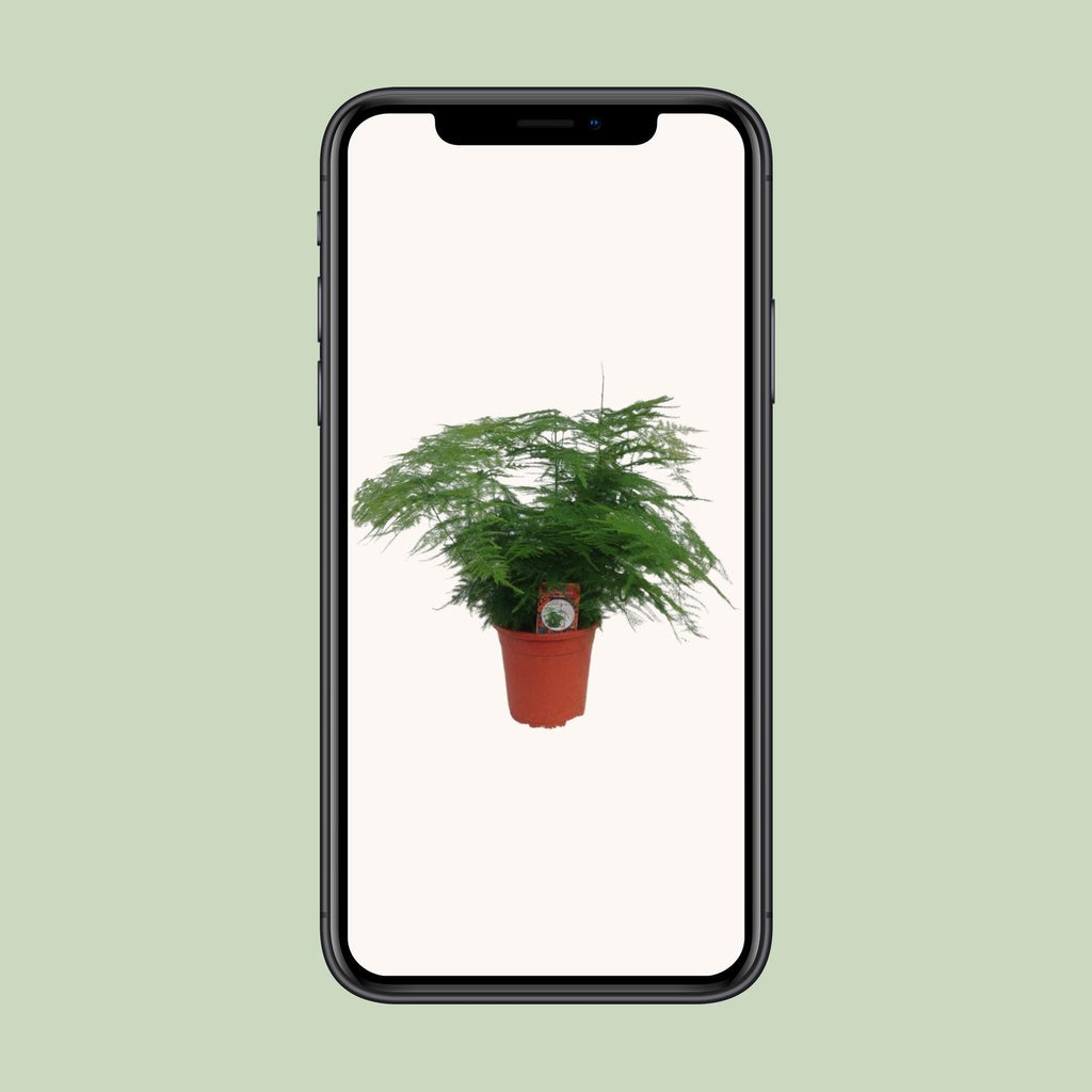 Asparagus Setaceus (asparagusvaren) – Ø17 cm, 45 cm hoog