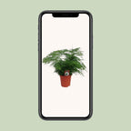 Asparagus Setaceus (asparagusvaren) – Ø17 cm, 45 cm hoog