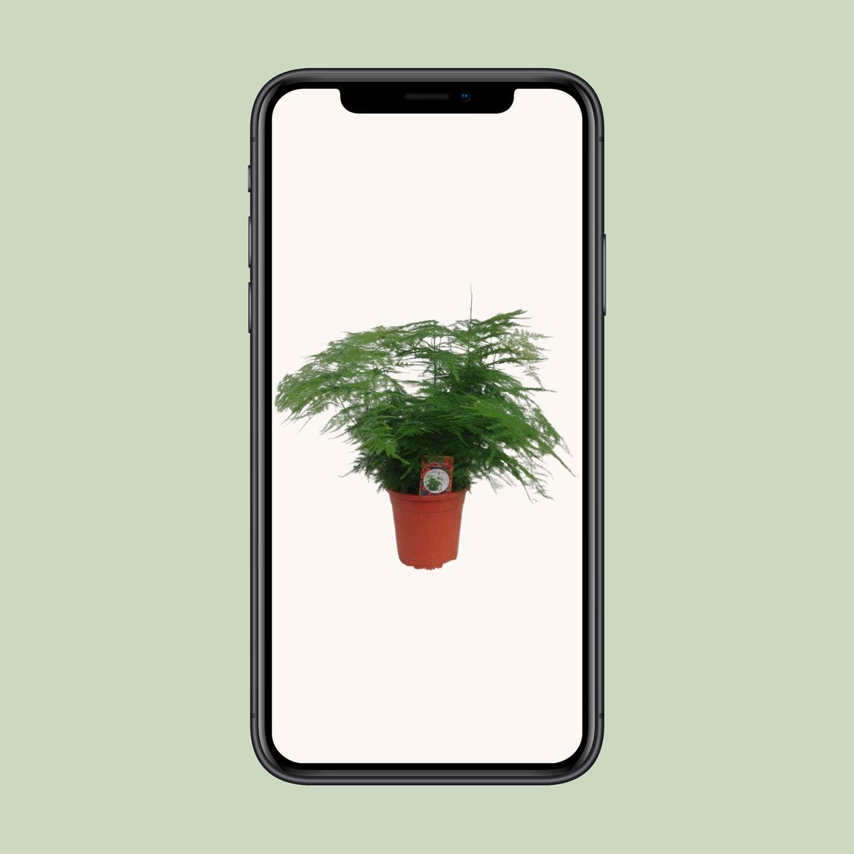Asparagus Setaceus (asparagusvaren) – Ø17 cm, 45 cm hoog