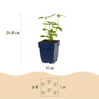 Duftendes Beetrandpaket – 12 Pflanzen, Ø 11 cm, 15–25 cm hoch
