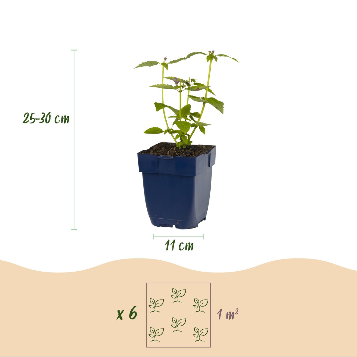 Borderpakket geurend – 12 planten, Ø11 cm, 15–25 cm hoog