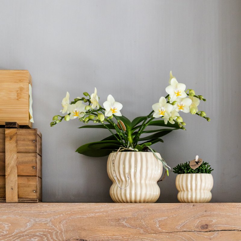 Phalaenopsis 'Botanic' geel (orchidee) in Horizon sierpot geel – Ø9 cm, 22 cm hoog