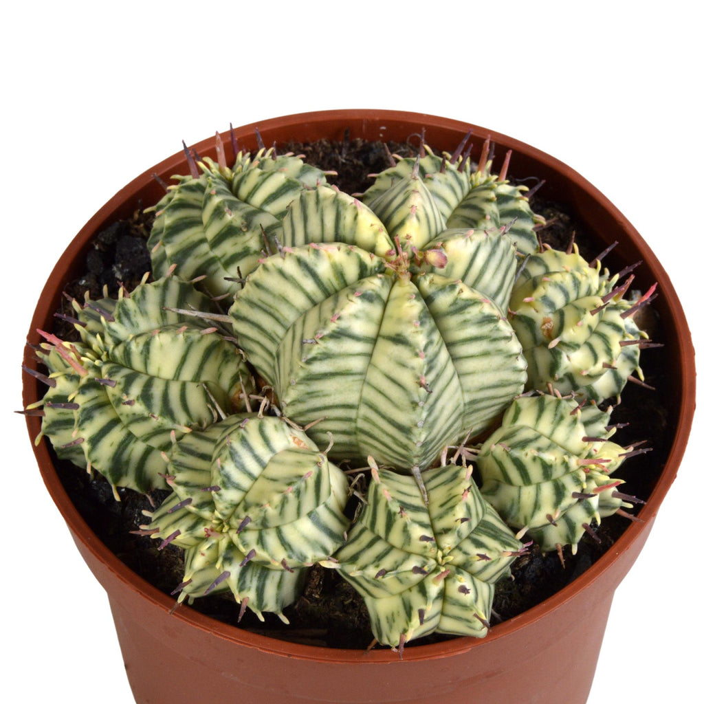 Euphorbia meloformis variegata – Ø11 cm, 21 cm høj