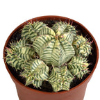 Euphorbia meloformis variegata – Ø11 cm, 21 cm høj