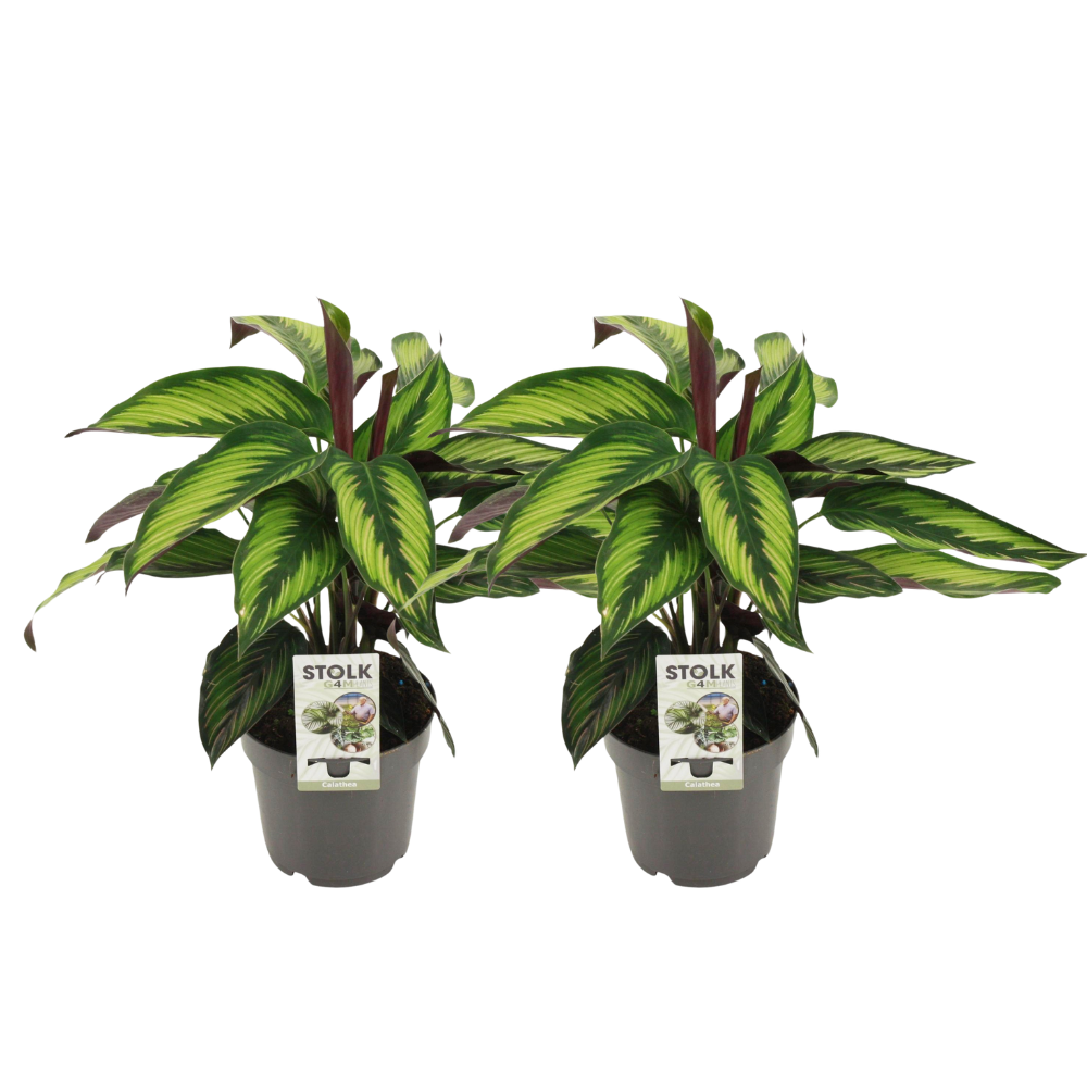 2× Calathea Majestica Princeps – Ø14 cm, 45 cm høj