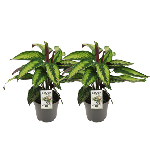 2× Calathea majestica ‘Princeps’ – Ø 14 cm, 45 cm hoch