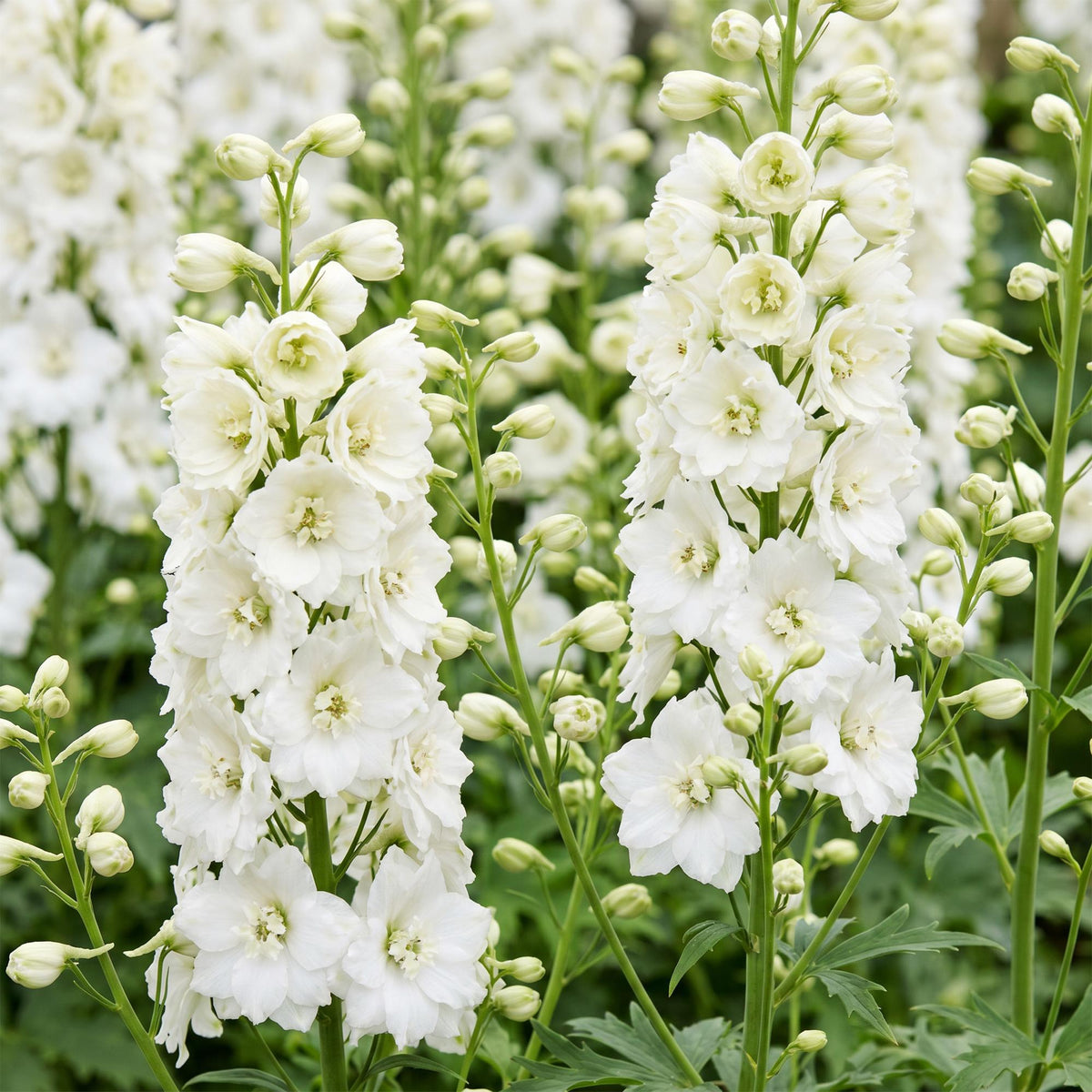 Delphinium 'Galahad' (pied-d'éléphant) – blanc – 3 plants, Ø11 cm, 15–25 cm de haut – photo 5