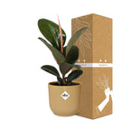 Ficus elastica ‘Robusta’ in ELHO Vibes Fold 14cm geel (rubberplant) – 35 cm hoog