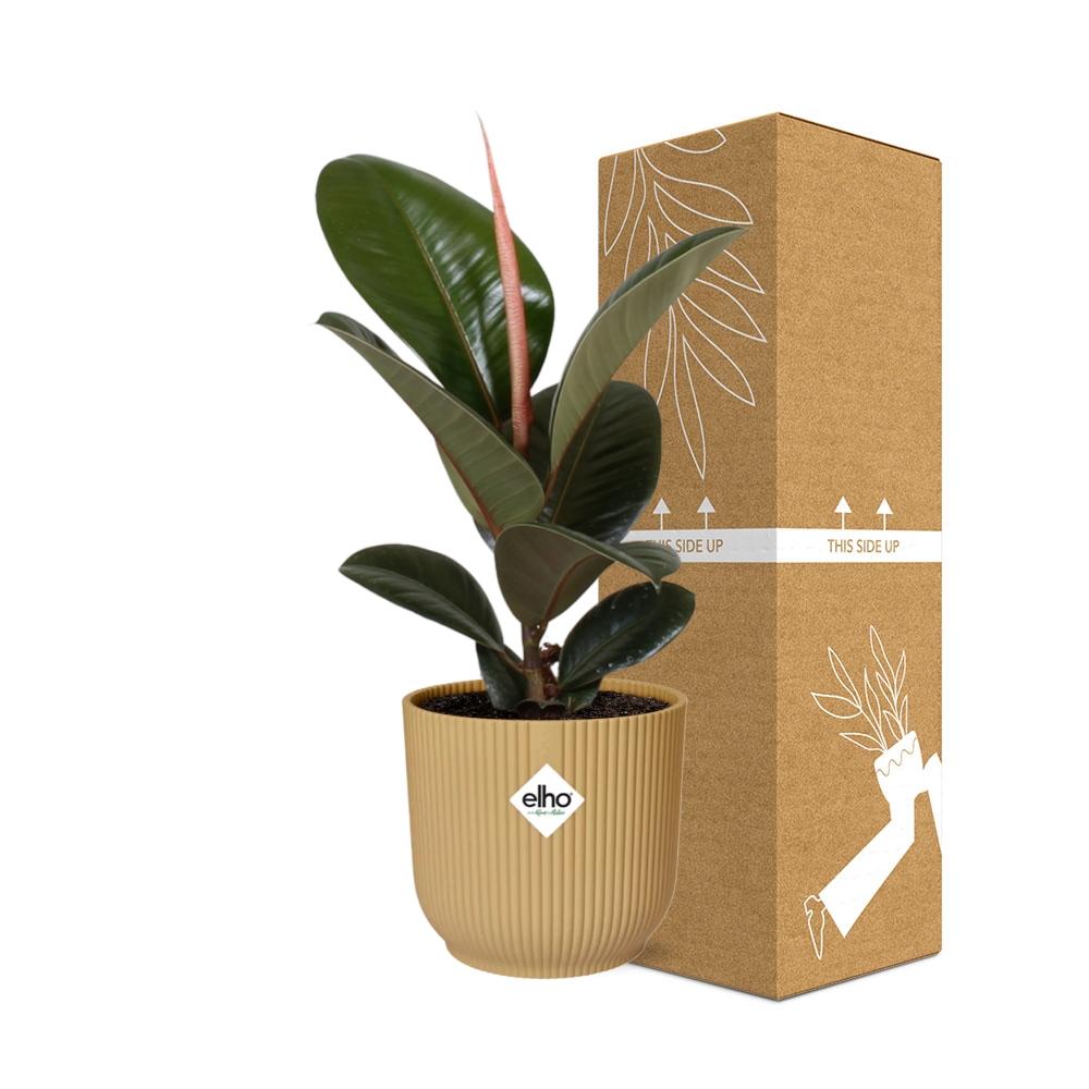 Ficus elastica ‘Robusta’ in ELHO Vibes Fold 14cm geel (rubberplant) – 35 cm hoog