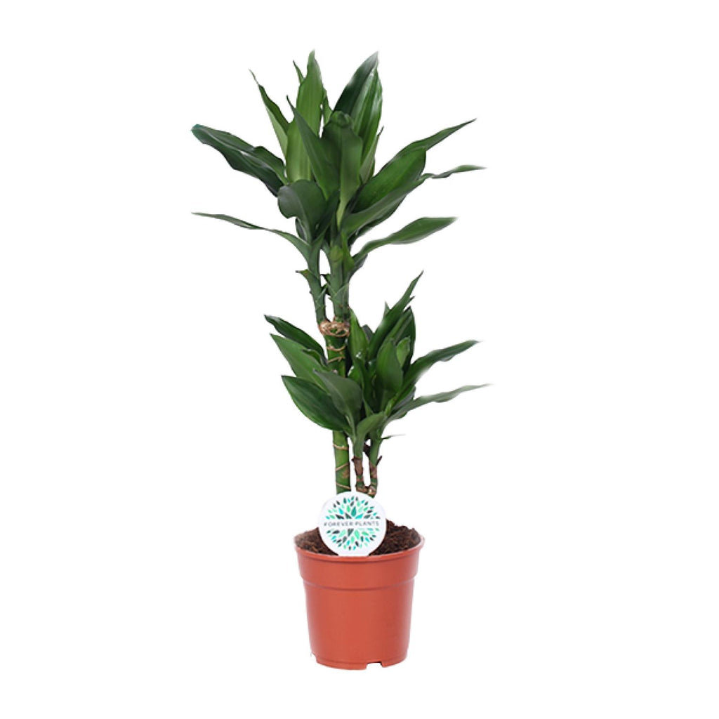 Dracaena Janet Lind (Drachenbaum) – Ø 17 cm, 70 cm hoch