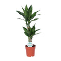 Dracaena Janet Lind (Drachenbaum) – Ø 17 cm, 70 cm hoch