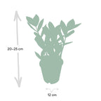 Zamioculcas (plante ZZ) – Ø 12 cm, 35 cm de haut