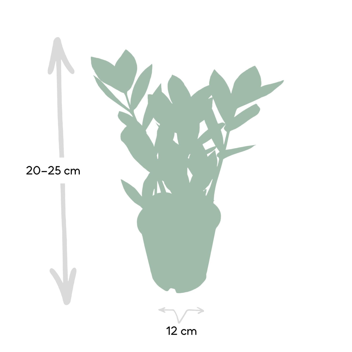 Zamioculcas (zz-plant) – Ø12 cm, 35 cm hoog