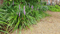Liriope muscari 'Ingwersen' (lily grass) – 60 plants, Ø9 cm, 10–25 cm high