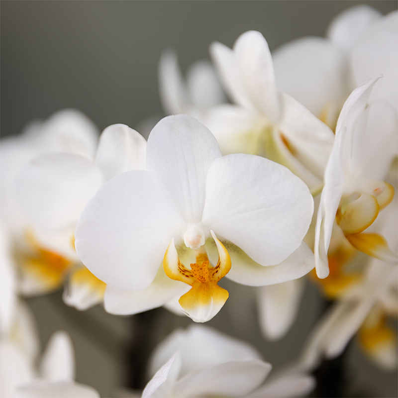 Phalaenopsis 'Lausanne' blanc (orchidée) dans pot décoratif Horizon rose – Ø12 cm, 41 cm de haut