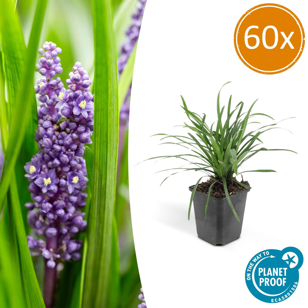 Liriope muscari 'Big Blue' (lily grass) – 60 plants, Ø9 cm, 10–25 cm high