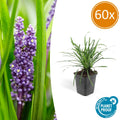 Liriope muscari 'Big Blue' (lily grass) – 60 plants, Ø9 cm, 10–25 cm high