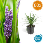 Liriope muscari 'Big Blue' (lily grass) – 60 plants, Ø9 cm, 10–25 cm high
