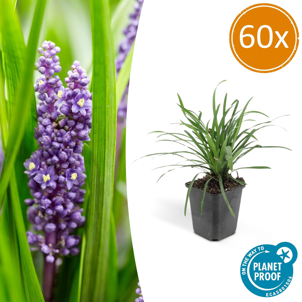 Liriope muscari 'Big Blue' (lily grass) – 60 plants, Ø9 cm, 10–25 cm high