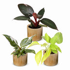 3× Philodendron tricolore bébé incl. Linnea Honey – Ø6 cm, 10–15 cm de haut