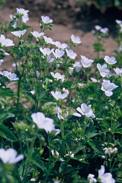 Geranium sanguineum 'Album' (cranesbill) – 24 plants, Ø9 cm, 10–25 cm high – photo 6