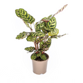 Calathea makoyana – Ø17 cm, 40–50 cm hoog