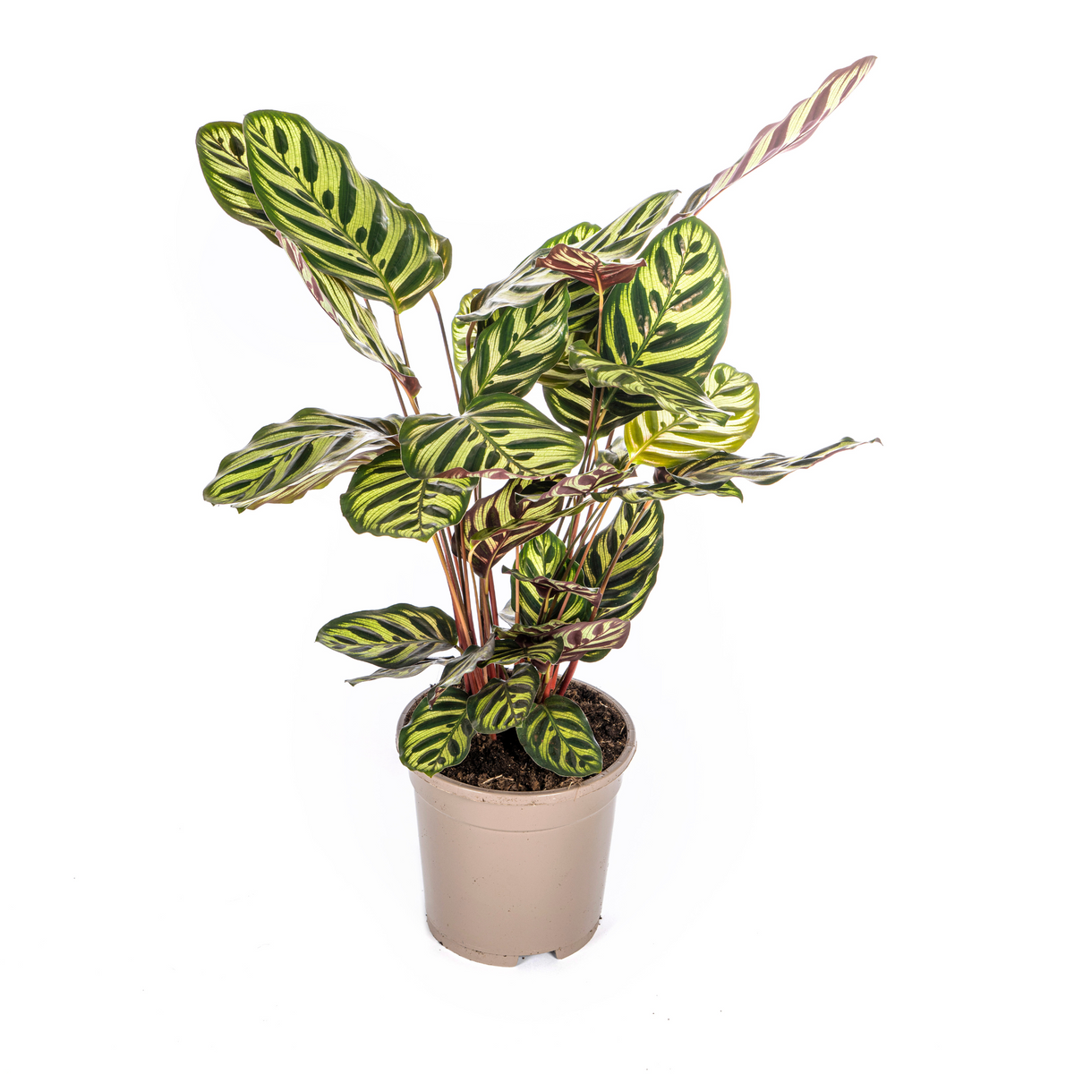Calathea makoyana – Ø 17 cm, 40–50 cm hoch